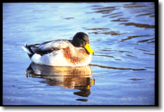 duck pic